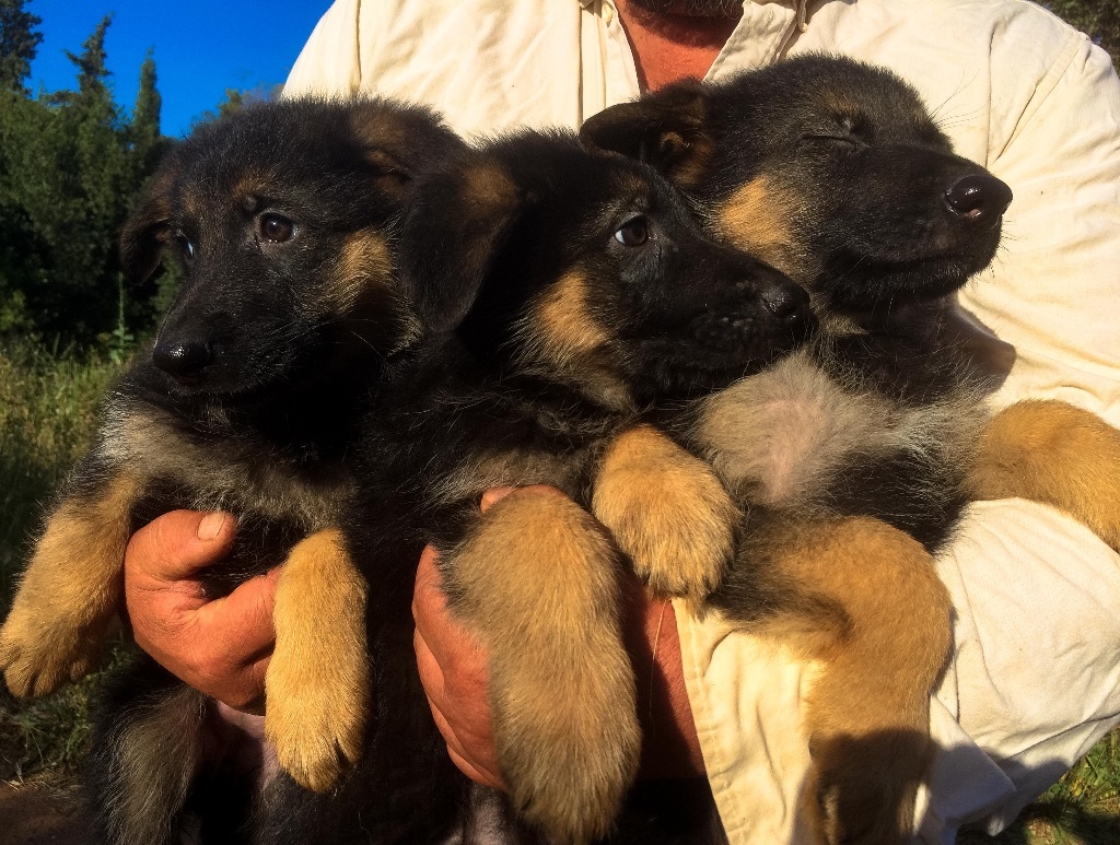 Des Bergers Du Languedoc - Chiots Berger Allemand LOF lignée travail 800 euros