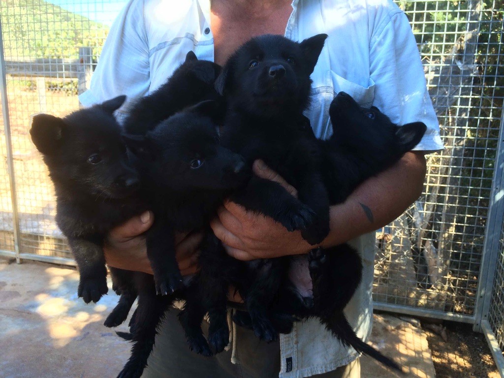 Des Bergers Du Languedoc - Chiots Berger Allemand LOF lignée travail 500 euros