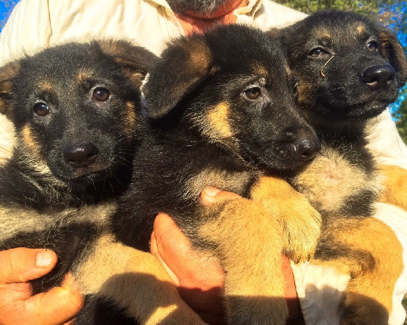 Puppies